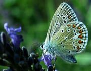 blauer Schmetterling an Blüte