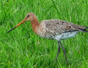 Bekasine im Gras