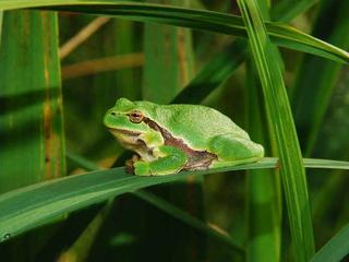 Oft besser zu hören als zu sehen: Der Laubfrosch