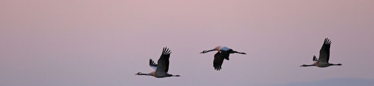 3 Kraniche fliegen vor einer nebligen Landschaft mit rosafarbenem Himmel vorbei