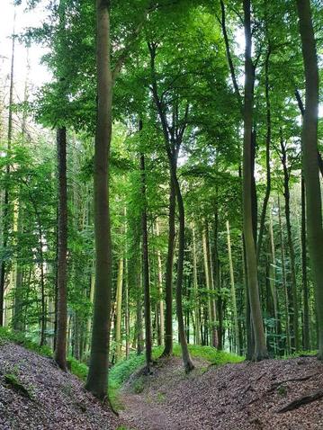 Unter einem grünen Blätterdach verläuft ein Weg an einem zerklüftetem Hang.
