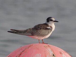 fliegender Schwarm Trauerseeschwalbe