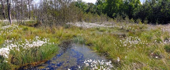 Hochmoor mit Wollgras im Vordergrund