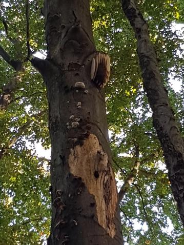 An einem morschen Stamm im Wald hängen einige gelbe Bienenwaben.