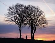 Baum ohne Bläter mit Sonnenuntergang