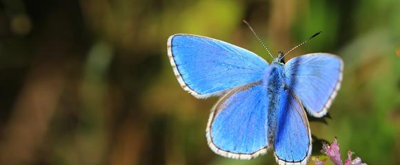 blauer Schmetterling auf Blüte