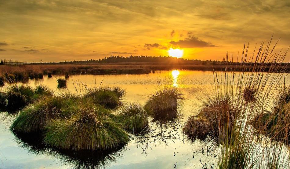 Grasbulten in Moorlandschaft bei Sonnenuntergang