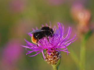 Steinhummel