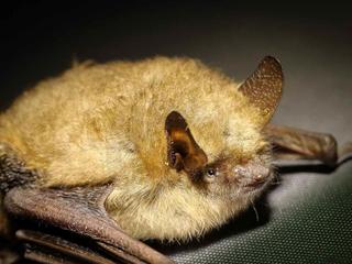 Nahaufnahme einer Fledermaus