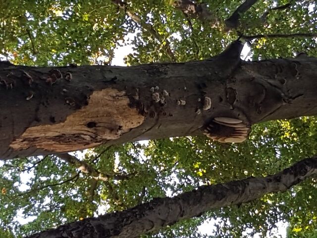 An einem morschen Stamm im Wald hängen einige gelbe Bienenwaben.