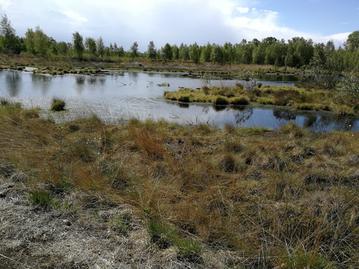 Eine offene Wasserfläche in einem Hochmoor. Ringsherum wachsen viele Gräser. Im Hintergrund stehen kleinere Bäume.