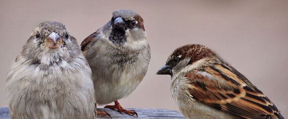 drei Spatzen, sitzend