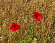 rote Mohnblüten in Kornfeld