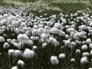 Nahaufnahme: Wollgras mit seinen weißen, wolligen Büscheln.