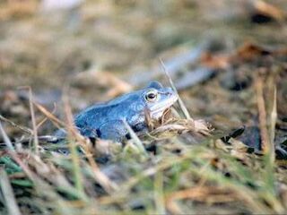 Nahaufnahme: Ein Moorfrosch.