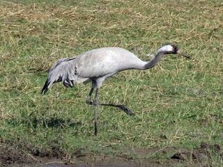 Ein Kranich watet durch ein Feuchtgebiet.