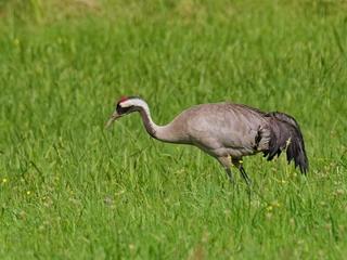 Grus Grus