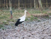 Storch auf Feld