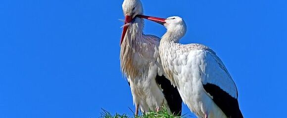 zwei Weißstörche am Nest