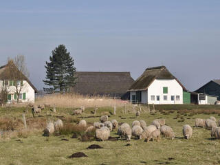 Schäferhof in Stemshorn