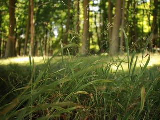 Gräser in den Stemweder Bergen