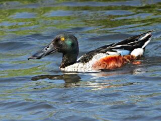 schwimmende Löffelente