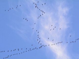 Vogelformation: Kraniche vor blauem Himmel.