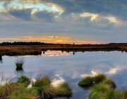 Blick auf Dümmer See