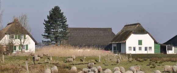 Abbildung Dümmer Museum