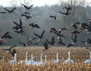 Wildgänseschwarm vor Schwanengruppe