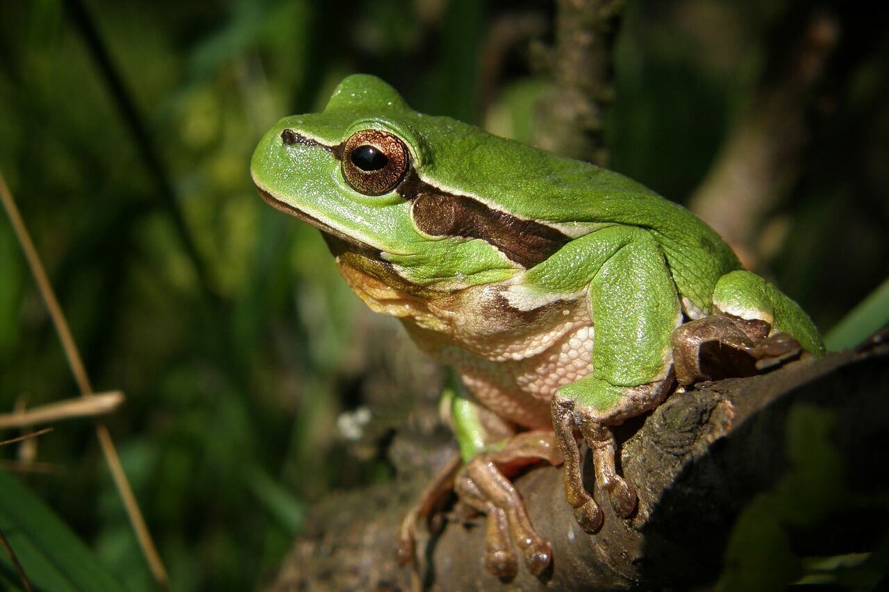 sitzender grüner Laubfrosch mit schwarzen Augenstreif