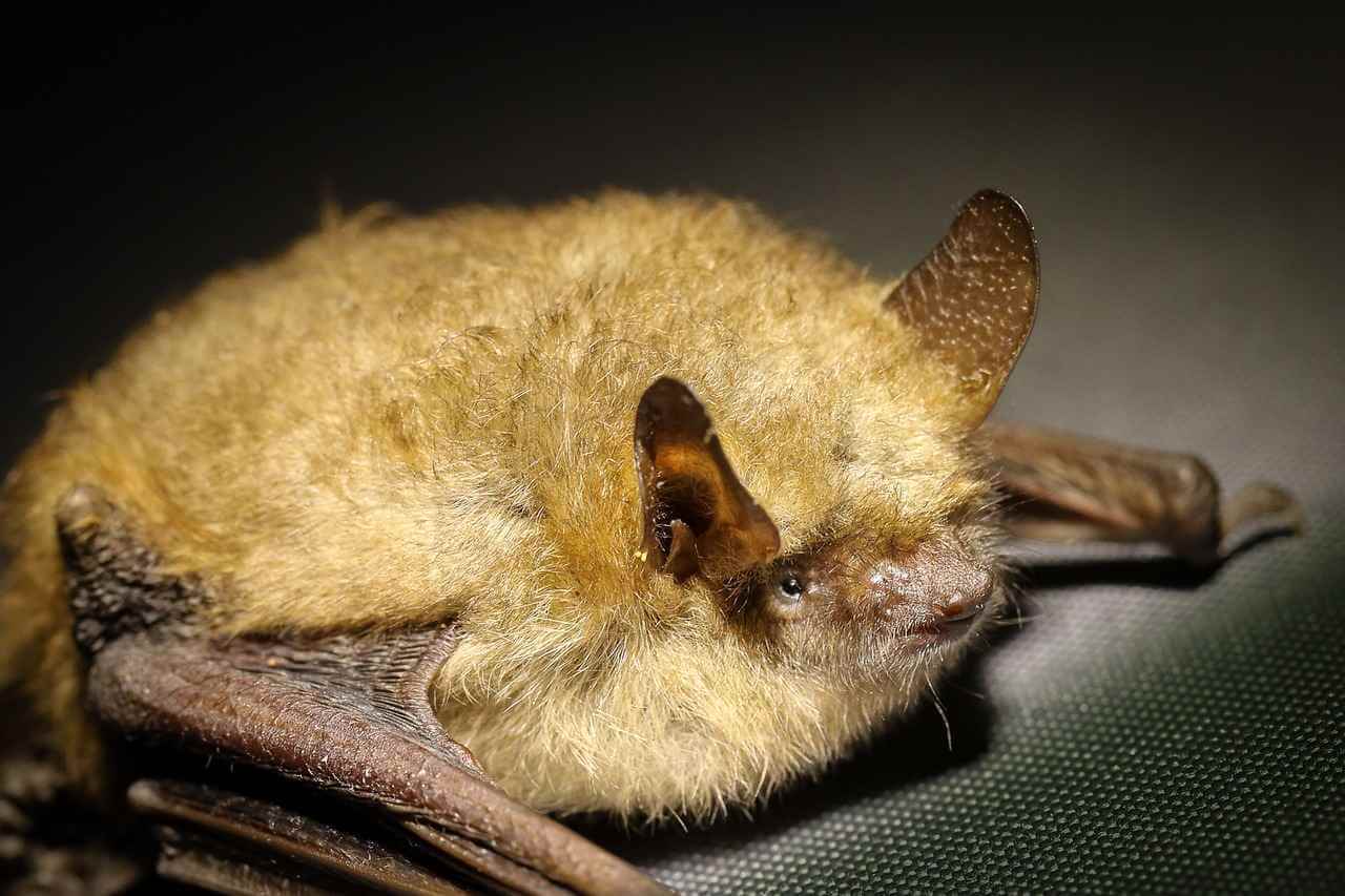 Nahaufnahme einer Fledermaus