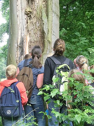 Vier Personen sehen sich einen Baum an