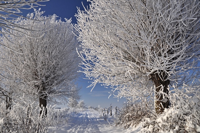 Ein Weg führt durch eine verschneite Landschaft. Links und rechts vom Weg stehen Bäume, deren Äste mit Raureif bedeckt sind. Der Himmel ist blau.