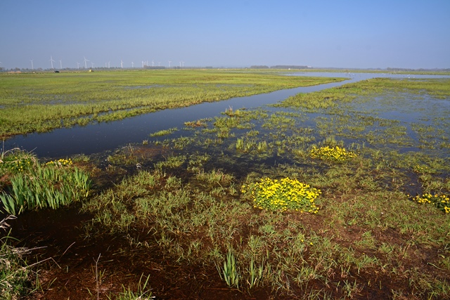 Eine überschwemmte Wiese wird von einem Wassergraben durchzogen. Auf der Wiese blühen gelbe Sumpfdotterblumen. Am Horizont stehen einige Windräder.