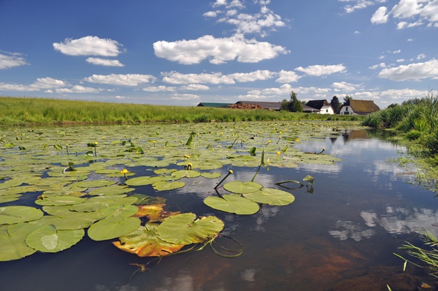 Teichrosenblätter auf einem Fluss. Im Hintergrund sind die Reetdächer eines Schäferhofes zu sehen.