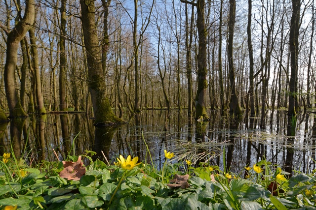 Überfluteter Wald. Im Vordergrund wachsen gelbe Blumen.