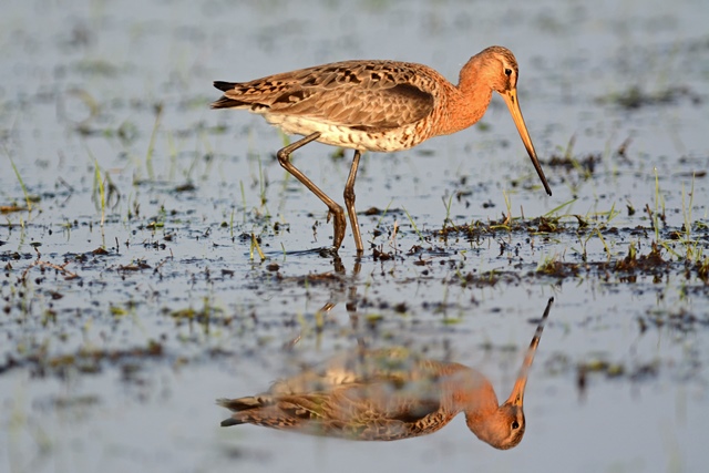 Eine Uferschnepfe stakst auf langen Beinen durch das Wasser auf einer überfluteten Wiese.