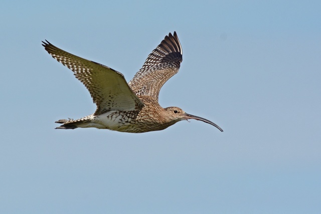 Ein Brachvogel mit langem, gebogenem Schnabel im Flug.
