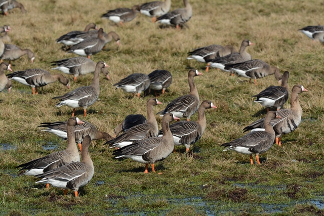 Ein Schwarm Gänse steht auf einer Wiese.