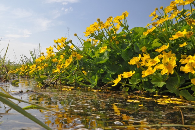 Gelbe Blumen an einem Wassergraben.