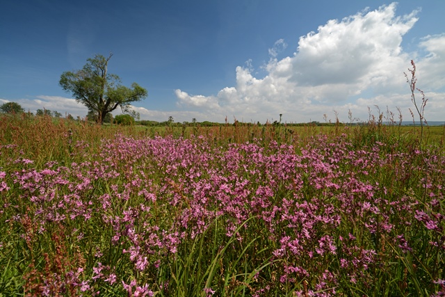 In einer Wiese blühen viele rosafarbene Blumen. Im Hintergrund steht ein einzelner großer Baum in der flachen Landschaft. Einige weiße Wolken sind am blauen Himmel.