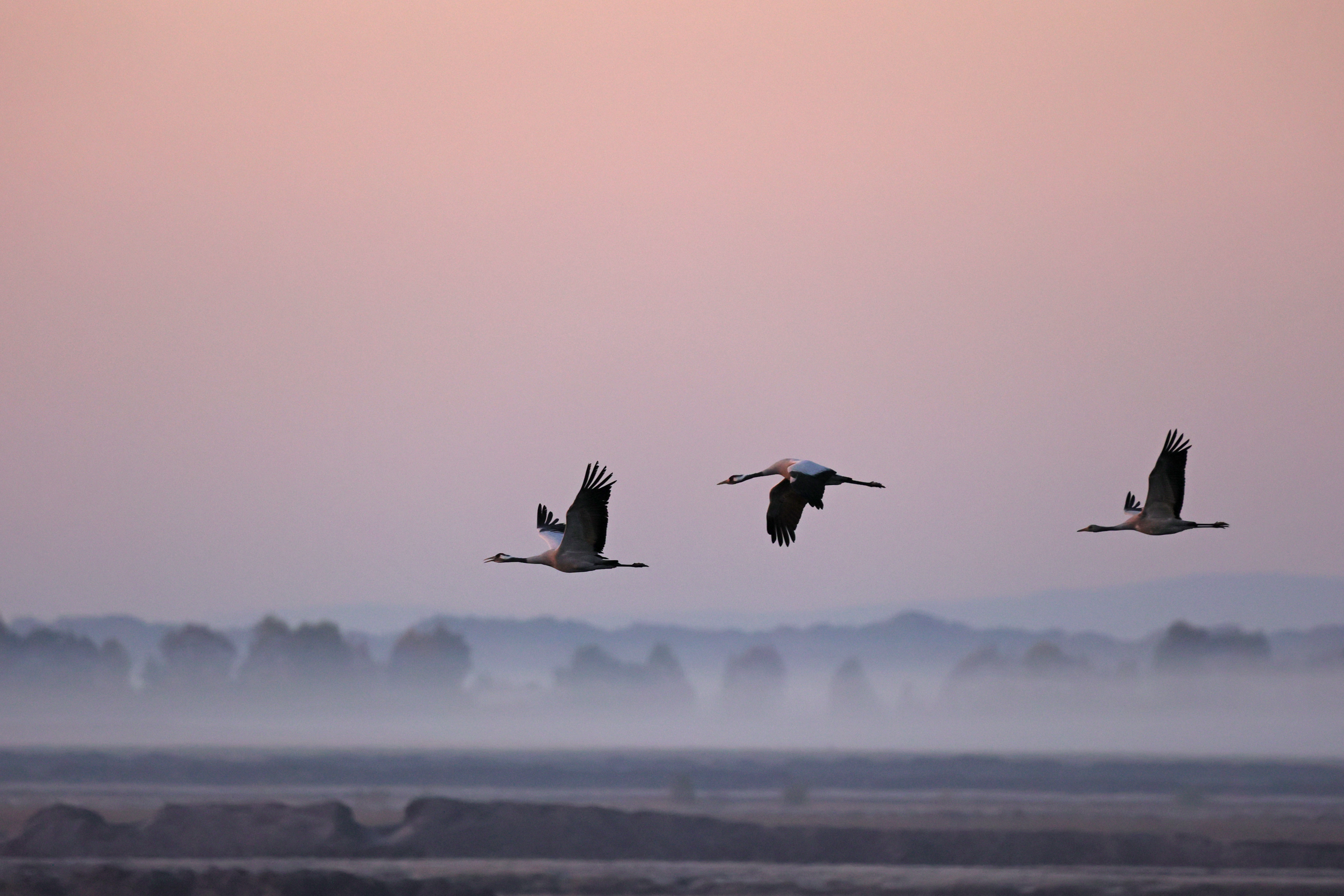 3 Kraniche fliegen vor einer nebligen Landschaft mit rosafarbenem Himmel vorbei