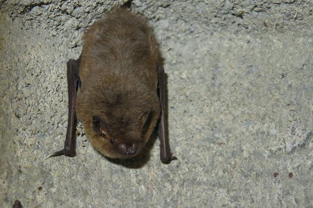 Eine Fledermaus hängt im Inneren eines Vogelnistkastens aus grauem Holzbeton.
