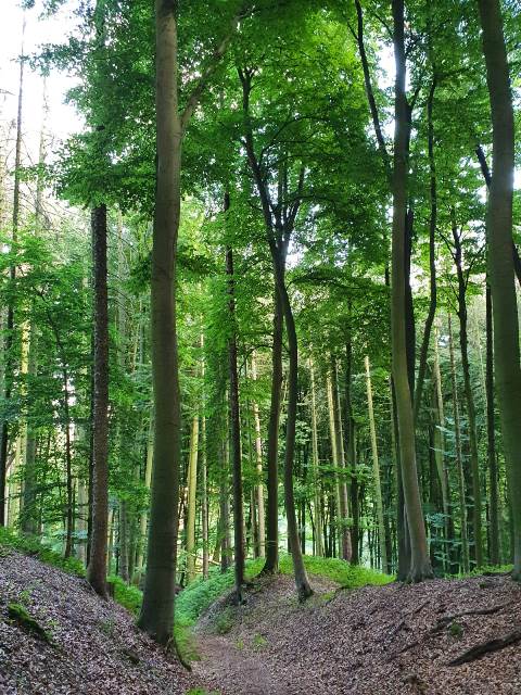Unter einem grünen Blätterdach verläuft ein Weg an einem zerklüftetem Hang.