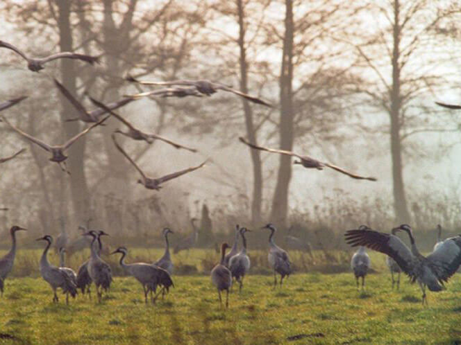 Frühnebel: Eine Gruppe von Kranichen auf einer Wiese und in der Luft.