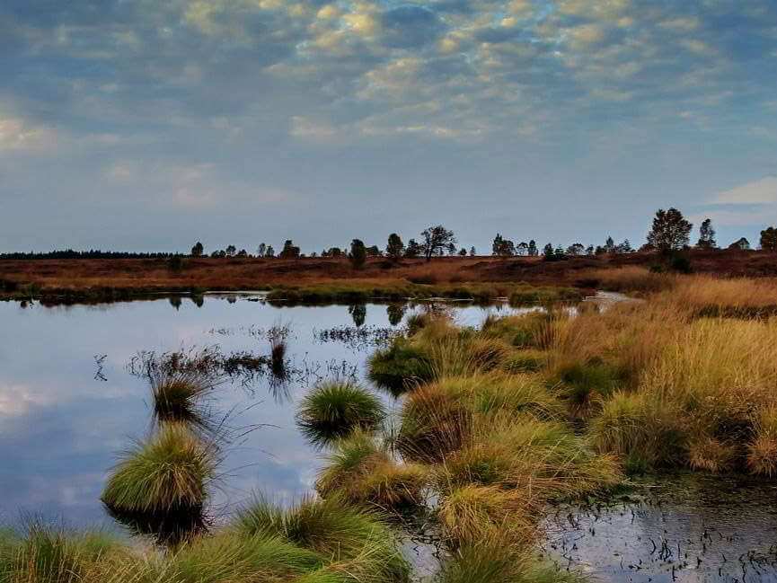 Moorlandschaft
