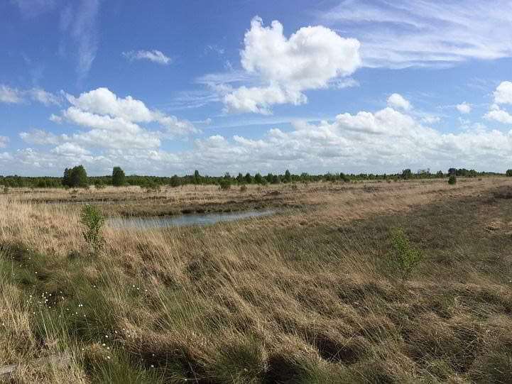Panoramablick: Moorlandschaft.