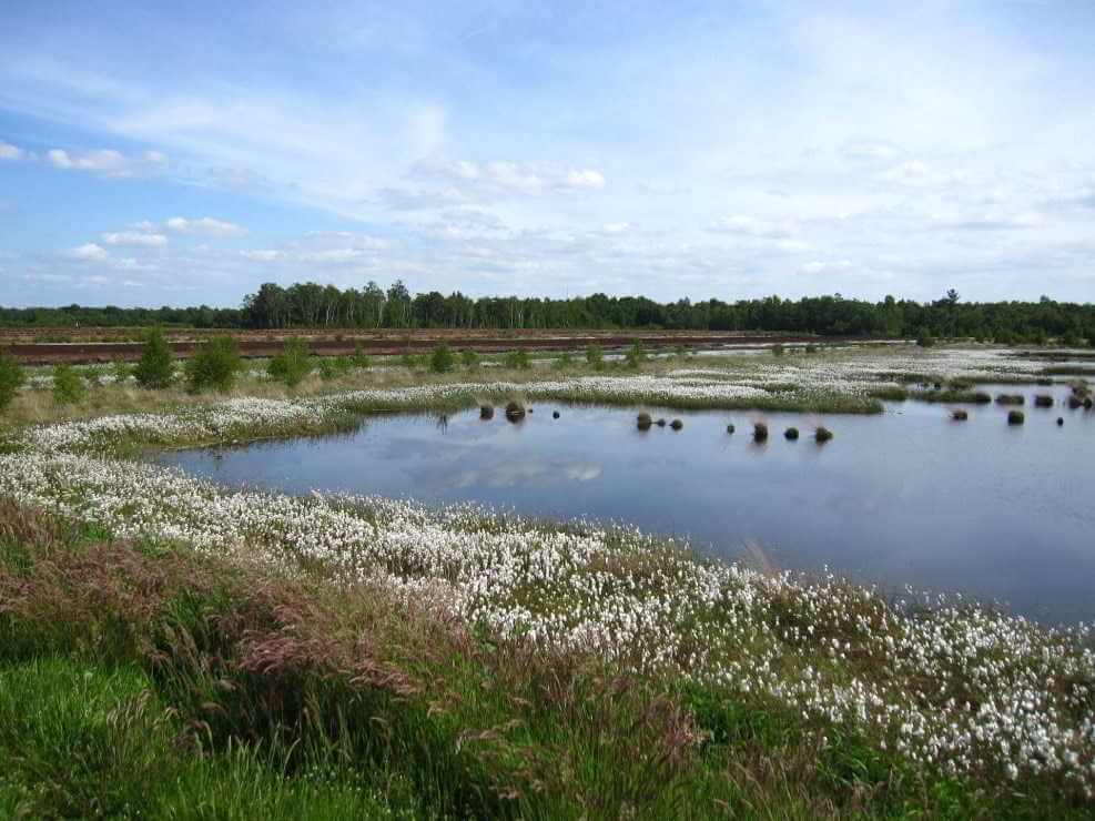 blühendes Wollgras am Rand einer Wasserfläche