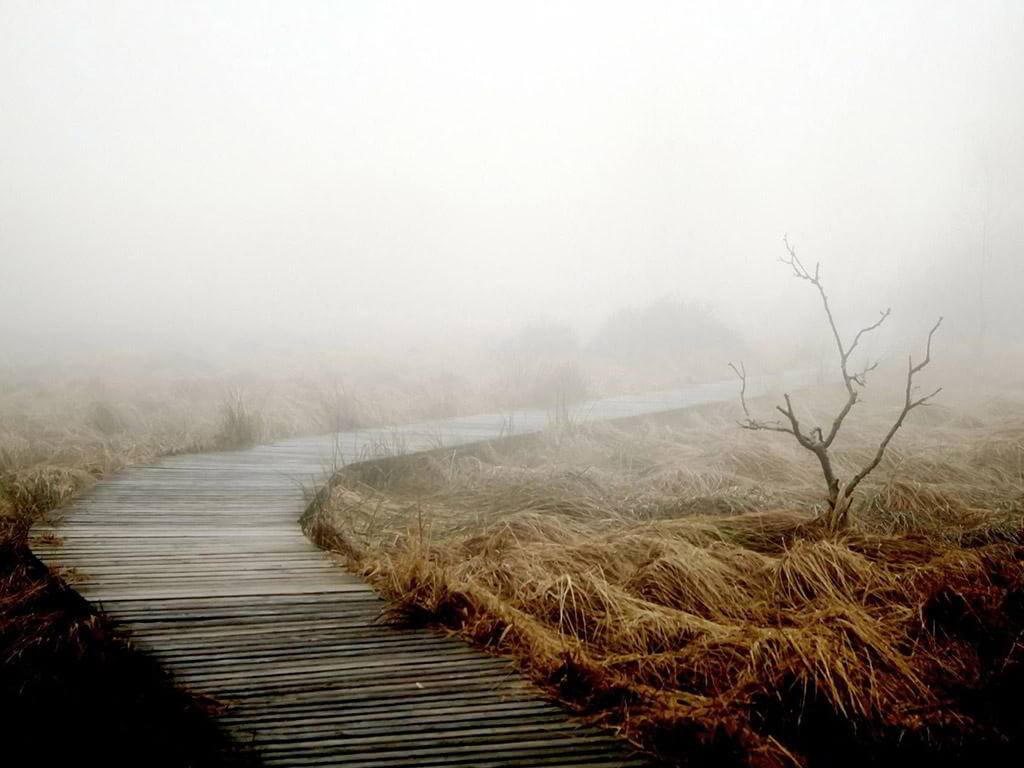 Ein Holzweg führt durch eine nebelige Moorlandschaft.